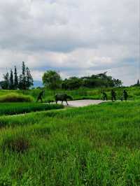 A Harmonious Blend Of Nature And Antiquity