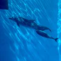 名古屋港水族館：海洋奇觀之旅 🐬