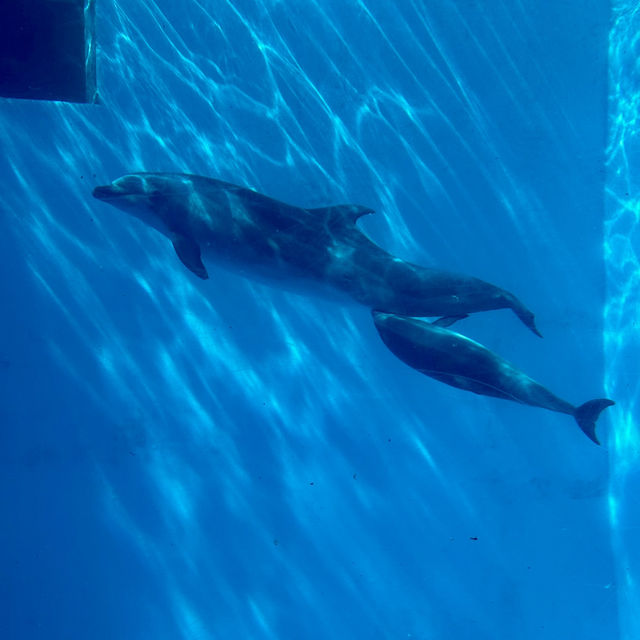 名古屋港水族館：海洋奇觀之旅 🐬