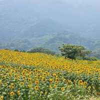 太陽に恋するひまわり畑🌻☀️「たいよう農園 門松ハウス」