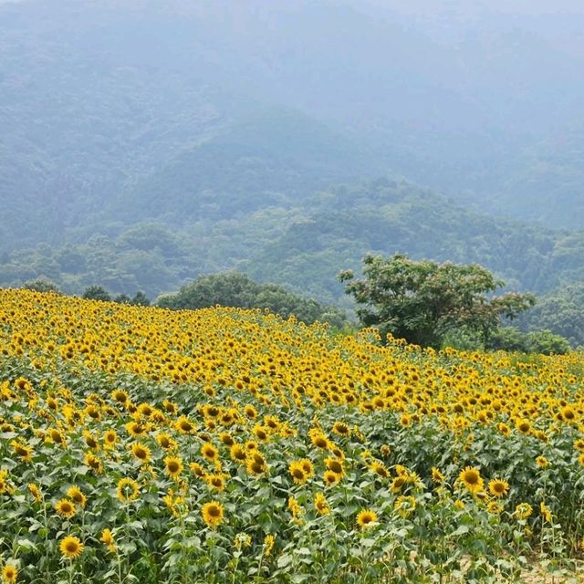 太陽に恋するひまわり畑🌻☀️「たいよう農園 門松ハウス」