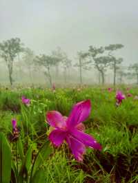 ชมทุ่งกะเจียวตัดกับพื้นสีเขียวที่ป่าหินงามยามฝน