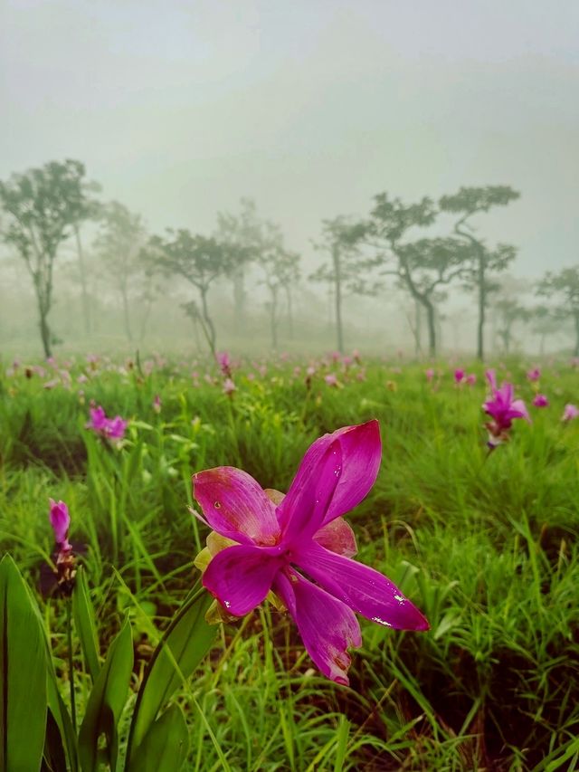 ชมทุ่งกะเจียวตัดกับพื้นสีเขียวที่ป่าหินงามยามฝน