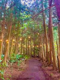 자연 속 힐링 여행 🌿 제주 비밀의 숲 산책기