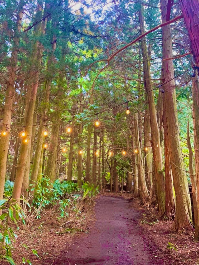 자연 속 힐링 여행 🌿 제주 비밀의 숲 산책기