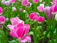 สวนดอกไม้เมืองหนาว นิทรรศน์พรรณพฤกษา จ.ระยอง