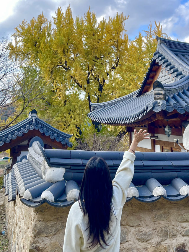 가을이 기다려지는, 밀양 백곡재 은행나무길 ✨💛