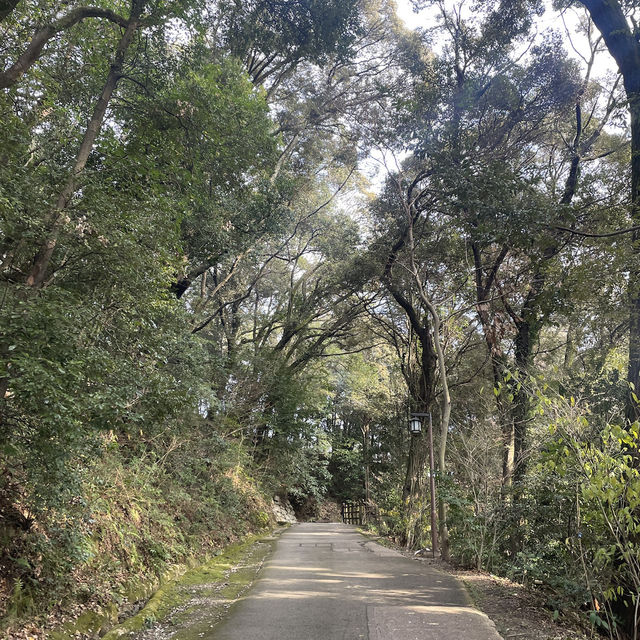 【愛媛/松山🇯🇵】17世紀のお城の復元🏯松山城