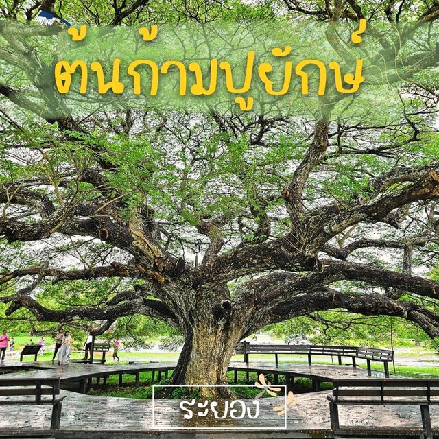 🎄ชมต้นไม้ใหญ่ - ต้นก้ามปูยักษ์ ระยอง🎄