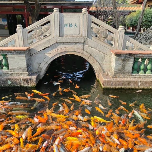 ชมปลาคาร์ป ให้อาหาร ที่สวนเปาเมอ