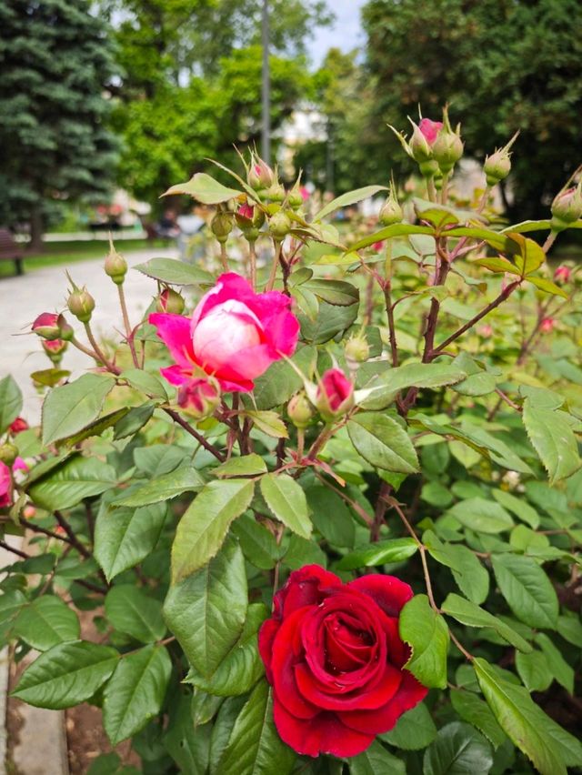 城市靈魂的一角，綠意與藝術共存的街頭花園#水晶花園（Crystal Garden）-Sofia Bulgaria