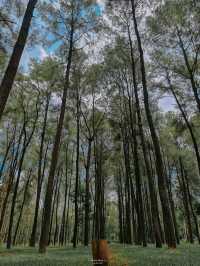 ธรรมชาติโอบกอดที่สวนสนแม่แตง🌲