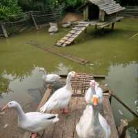 ํ์นด๋ฐ๋ , ํ์์ ํ๋ธ ํฅ ๊ฐ๋ํ ์ ์ ๐ฟ