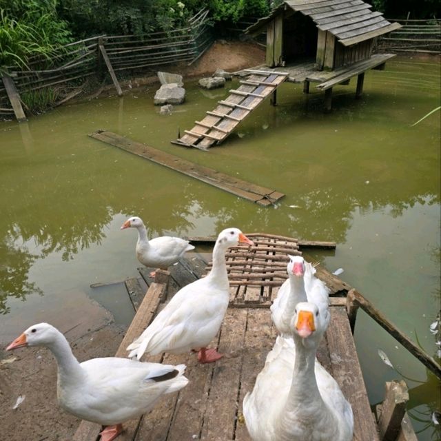 ํ์นด๋ฐ๋ , ํ์์ ํ๋ธ ํฅ ๊ฐ๋ํ ์ ์ ๐ฟ ํ์นด๋ฐ๋ , ํ์์ ํ๋ธ ํฅ ๊ฐ๋ํ ์ ์ ๐ฟ