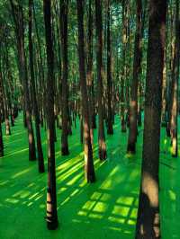 Qingshan Lake Water Forest, Hangzhou 🌿💧