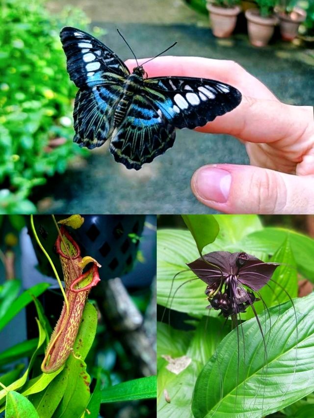 🐛🌺🦋🌿 A Magical World of Butterflies at Entopia Penang.