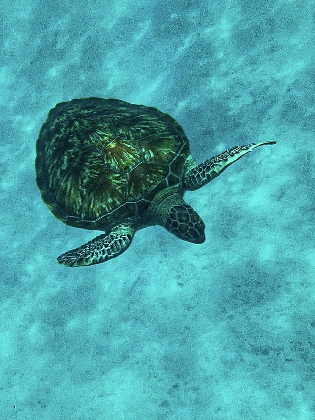 Nature Splash Dive🌊 Nature Splash Dive🌊