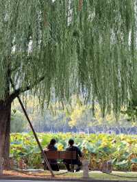 A Serene Stroll Around West Lake, Hangzhou