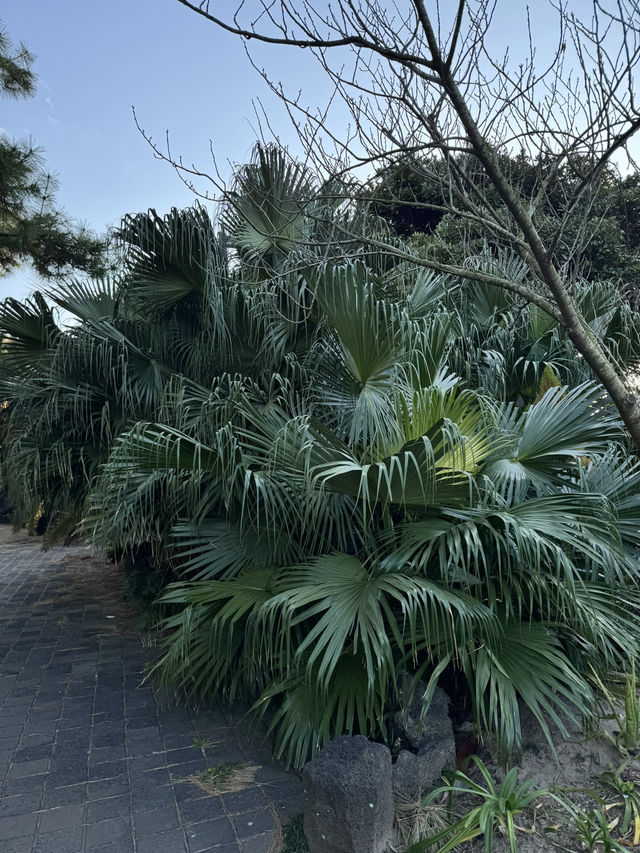 Hallim Park — одно из самых неожиданных мест на Чеджу
