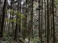 Zhangjiajie National forest park🙌🏼✨🔮