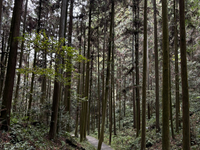 Zhangjiajie National forest park🙌🏼✨🔮 Zhangjiajie National forest park🙌🏼✨🔮
