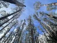 墨爾本：咖啡香氣與城市風景交織的一座城市