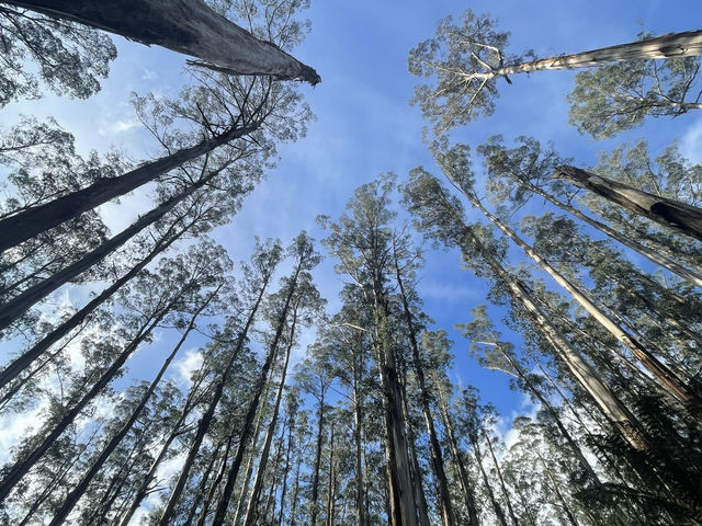 墨爾本：咖啡香氣與城市風景交織的一座城市