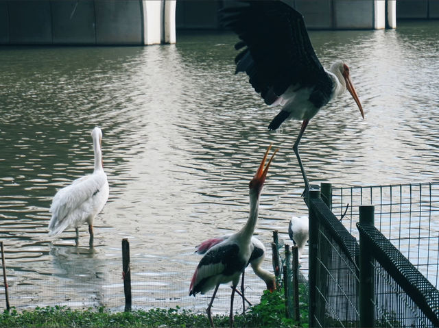 A Birdwatcher’s Haven: Wildlife Wonders at Swan Lake A Birdwatcher’s Haven: Wildlife Wonders at Swan Lake