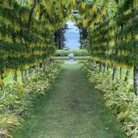 🇳🇿 奧塔哥半島必去打卡！紐西蘭唯一夢幻古堡Larnach Castle