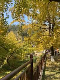 不用飛韓國及日本,在中國廣東也可看到超美的銀杏🤩🤩