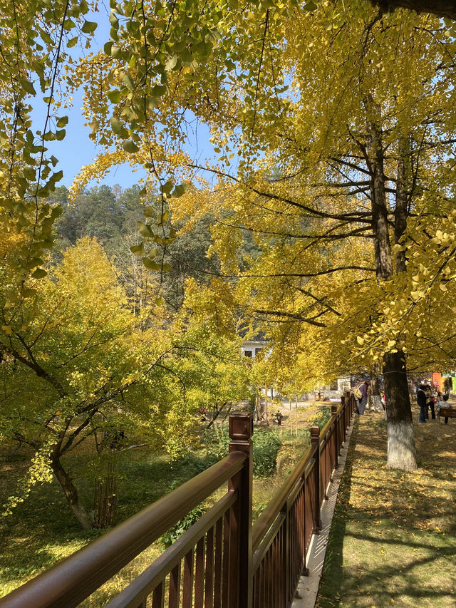 不用飛韓國及日本,在中國廣東也可看到超美的銀杏🤩🤩 不用飛韓國及日本,在中國廣東也可看到超美的銀杏🤩🤩