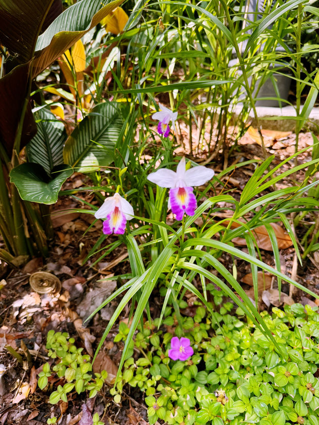 A Must-Visit: The National Orchid Garden 🌸