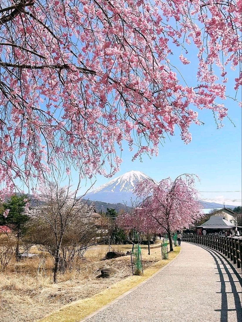 富士山に咲き誇る静寂の桜。 | Trip.com 富士山