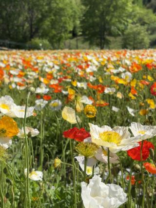 【広島の穴場スポット】まるで色鮮やかな油絵の世界！世羅高原農場のロマンチックなお花畑とオリジナル花束作り体験。