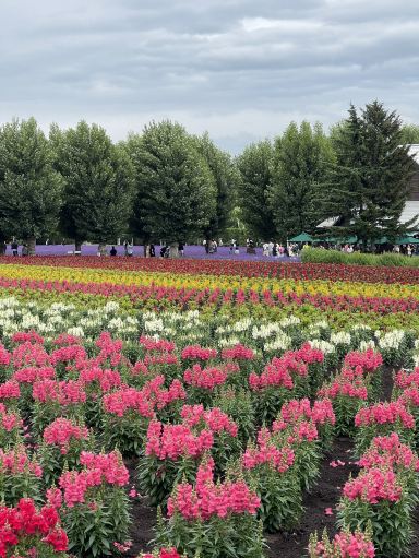 北海道ファーム富田、虹色の花畑が広がる夢のSNS映えスポット。 | Trip