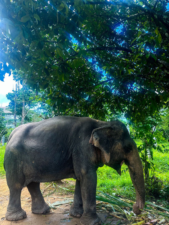 Phuket's Most Ethical Elephant Sanctuary 