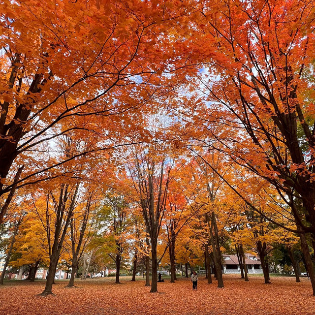 Beautiful Autumn 🍂 in High Park Toronto