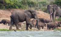 CONSERVATION AND WILDLIFE IN UGANDA