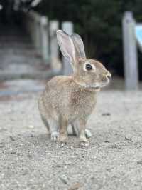 兔奴必遊🐰大久野島探兔仔賞日落🌄