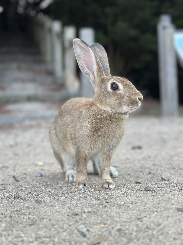 兔奴必遊🐰大久野島探兔仔賞日落🌄