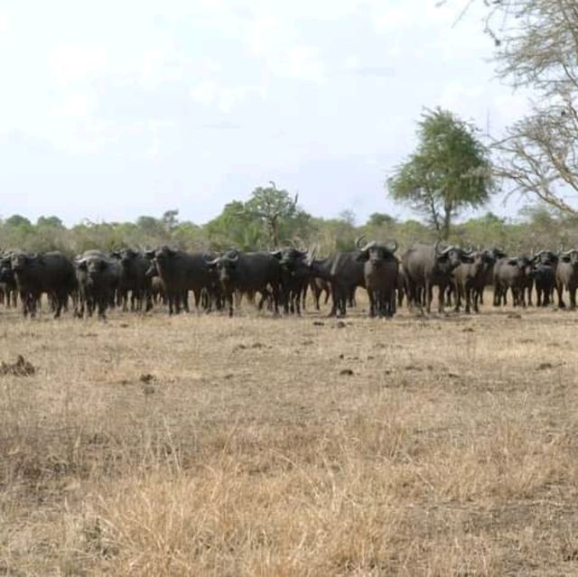 three days safari ngorongoro crater 