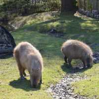 Tierpark … Wonderful park Greifswald