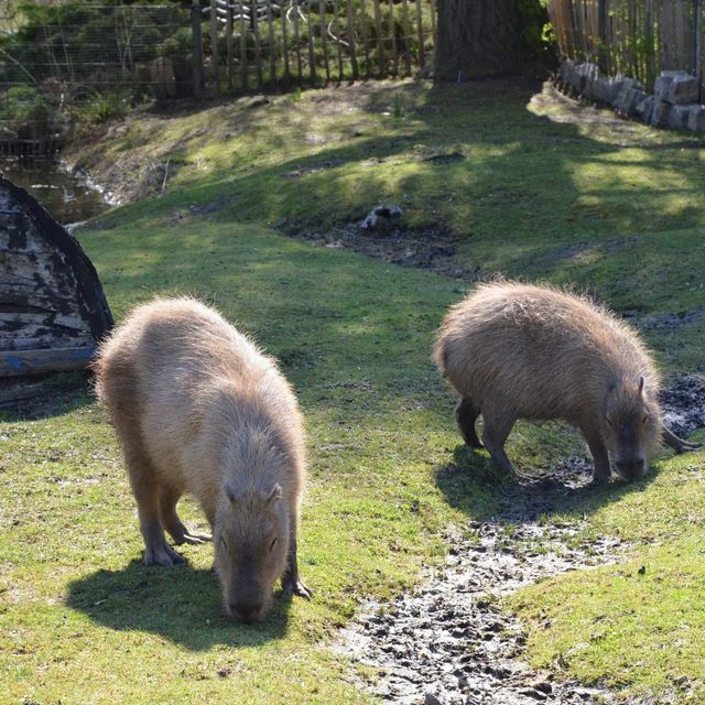 Tierpark … Wonderful park Greifswald