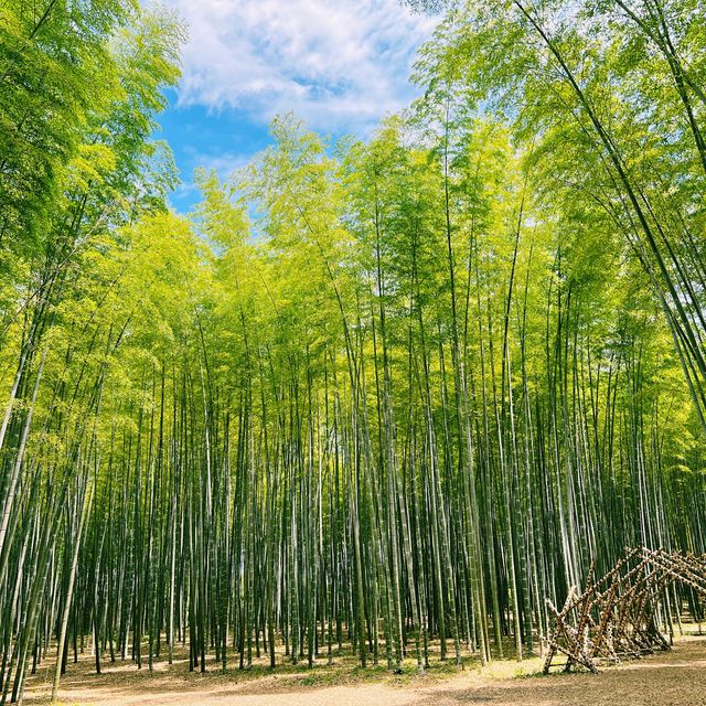The four seasons bamboo farm