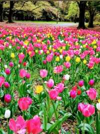 東京《都立砧公園》🌸激罕🌸超大櫻花樹🌸