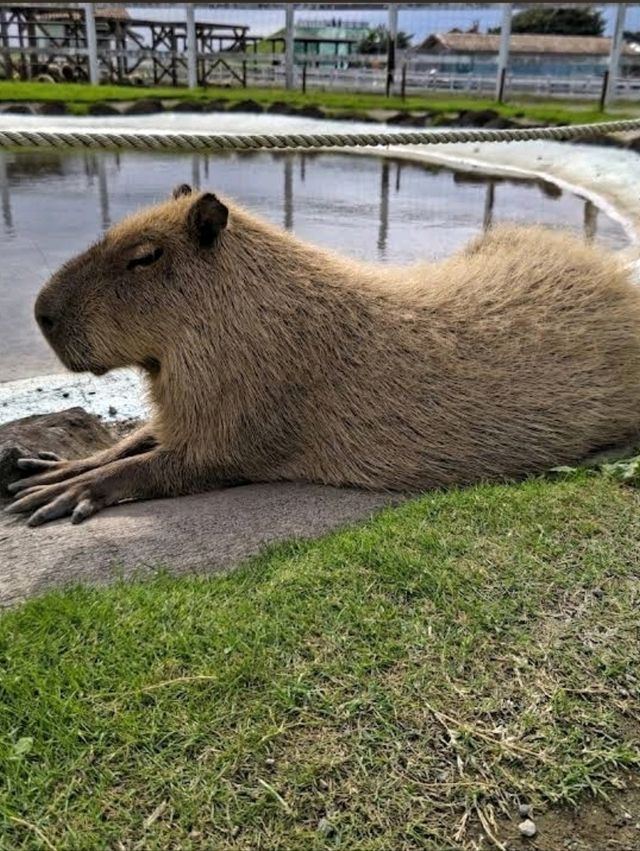 ☀️長井海之手公園 太陽之丘☀️體驗15米高的高空滑索
