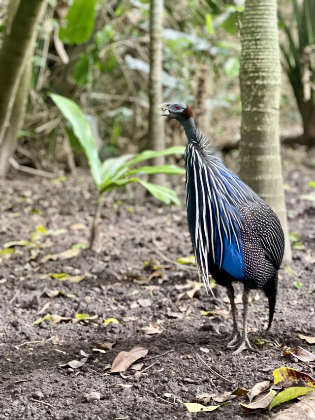 🦜 Discover Birds of Eden, South Africa 🌿