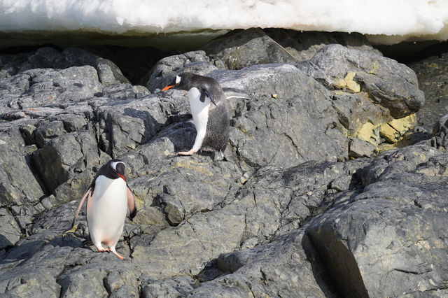 🇦🇶 Day 5-8: FINALLY REACHED ANTARCTICA