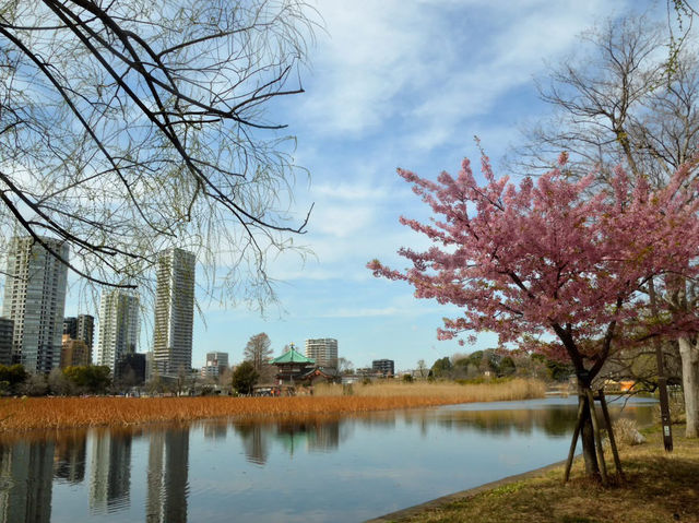 Sakura with the lake view 