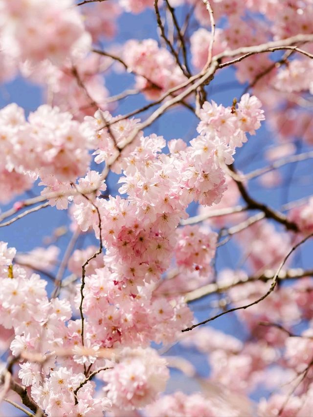 🌸 Spring Has Landed in Cannon Hill Park, Birmingham! 🌳